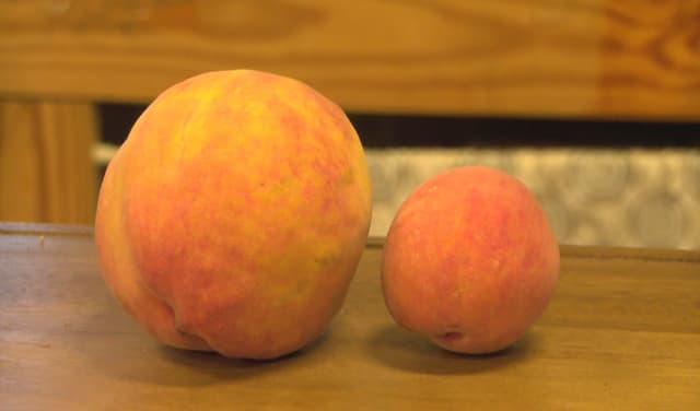 Giant peach grown in Virginia orchard breaks world record (Courtesy: Online)