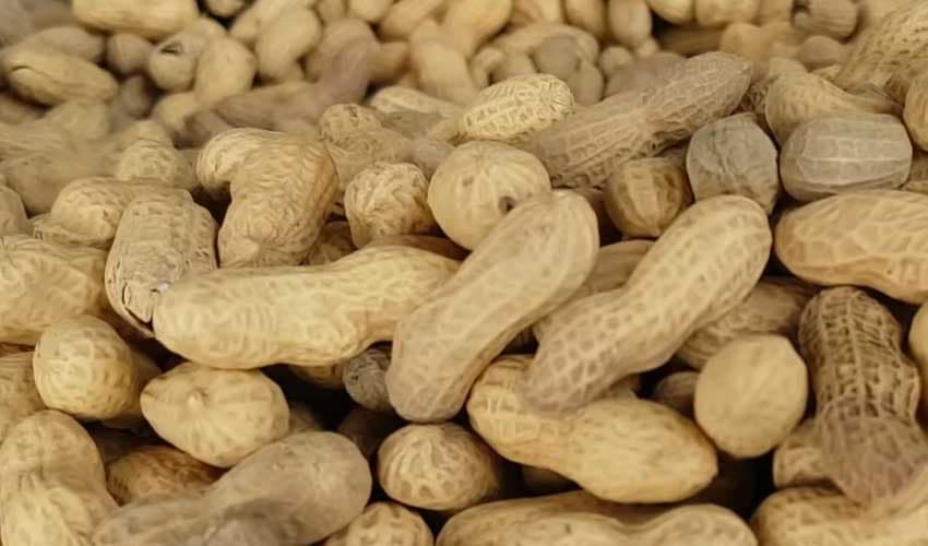 Peanuts promote heart health (Courtesy: File)