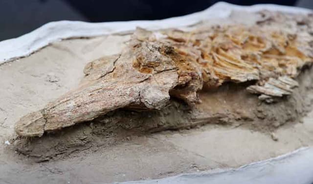 Peru dolphin-like fossil