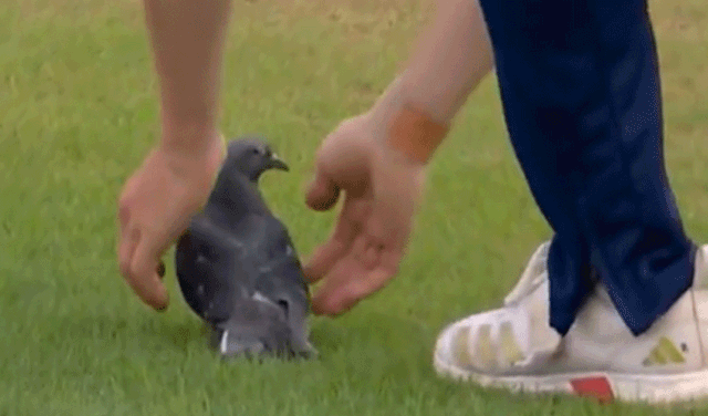 Potts is trying to catch lone pigeon (Courtesy: Online)