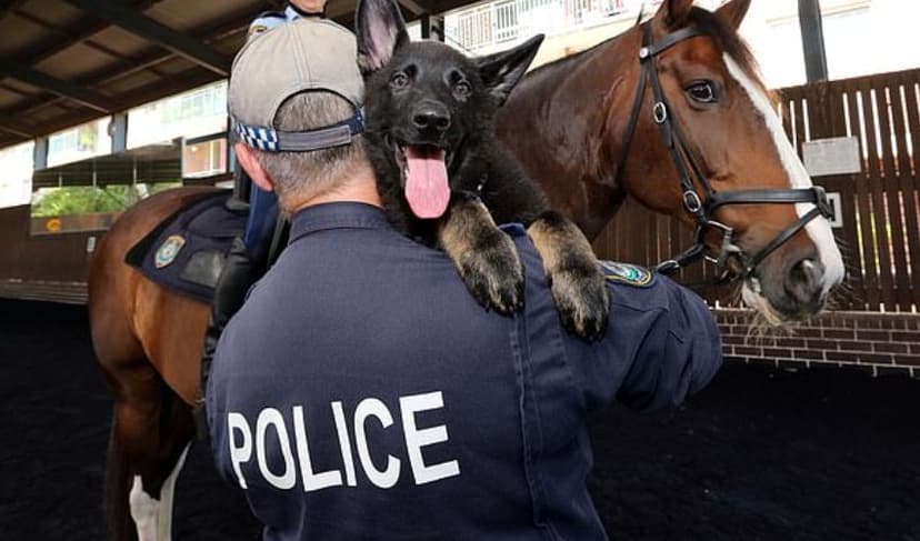 Police File