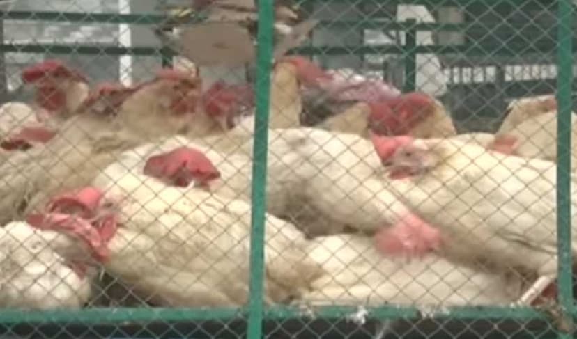 Chicken prices skyrocket – File