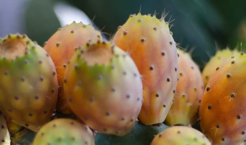 Prickly pear aids digestion; promotes prolonged satiety (Courtesy: File) Prickly pear aids digestion; promotes prolonged satiety (Courtesy: File)