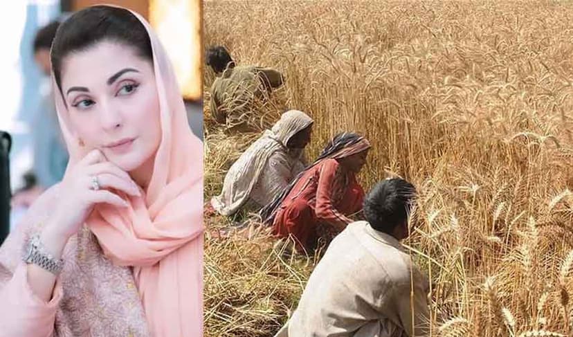 Punjab wheat package