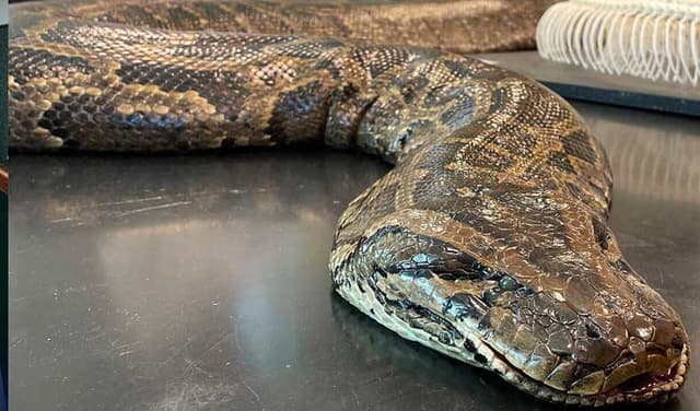 Indonesian tour guide survives attack by giant python (Courtesy: Representational Image)