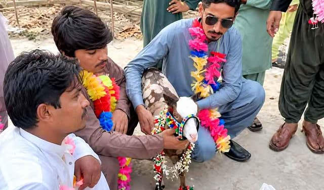 Rare Shera print goat sells for Rs1.8m in Rajanpur