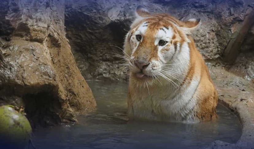 Rare golden tigresses