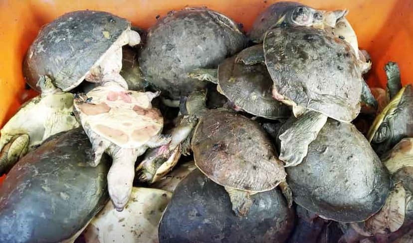 rare turtles
