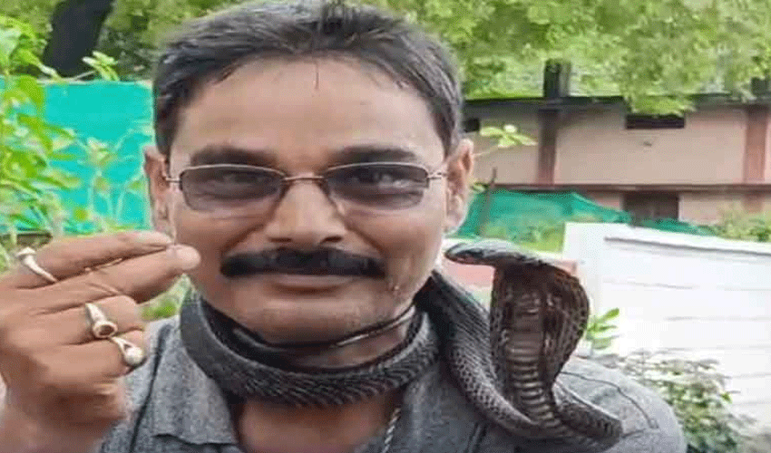 Snake rescuer dies after cobra bite in Madhya Pradesh (Courtesy: File)