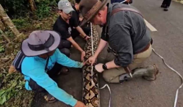 Indonesia’s python confirmed as world’s longest wild snake by Guinness World Records (Courtesy: @GWR)