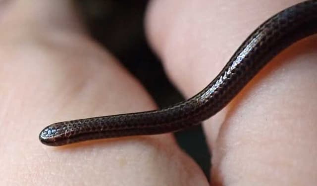 Deadly snake found in laundry basket in Australian home (Courtesy: Representational Image)
