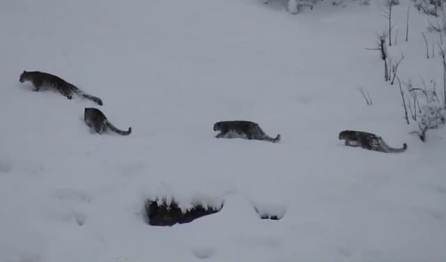 Snow leopard in Gilgit Baltistan