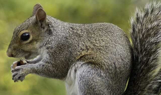 Study reveals California squirrels as ruthless predators (Courtesy: Online)