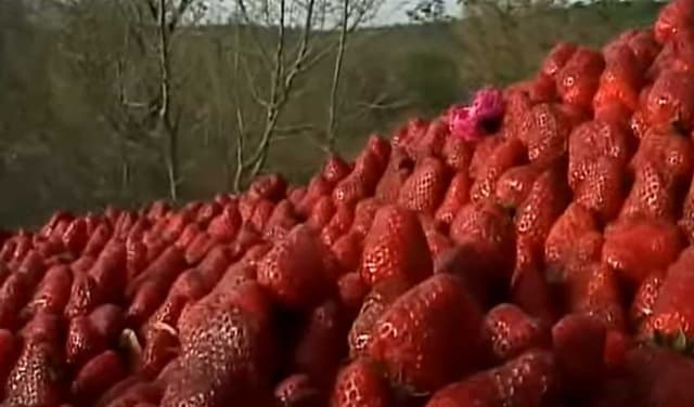 Berries are rich in antioxidants, nutrients that promote weight loss – File