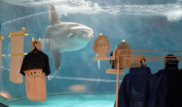 Sunfish