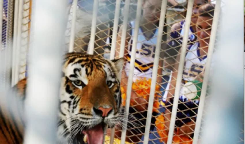 PETA files complaint over Bengal tiger stunt at LSU-Alabama game (Courtesy: Online)
