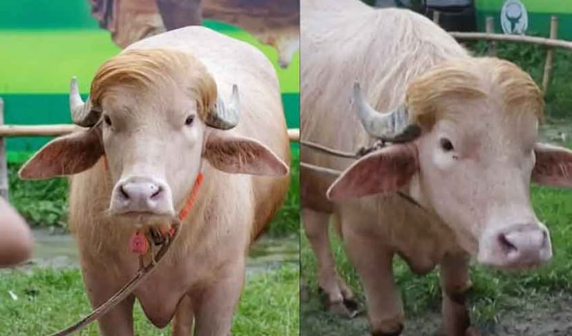 Trump buffalo