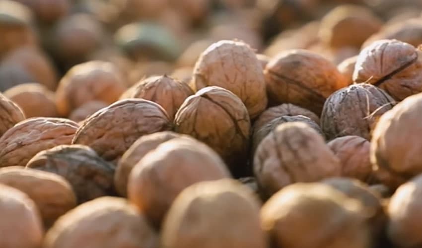 'Walnuts play vital role in strengthening immune system' (Courtesy: File)