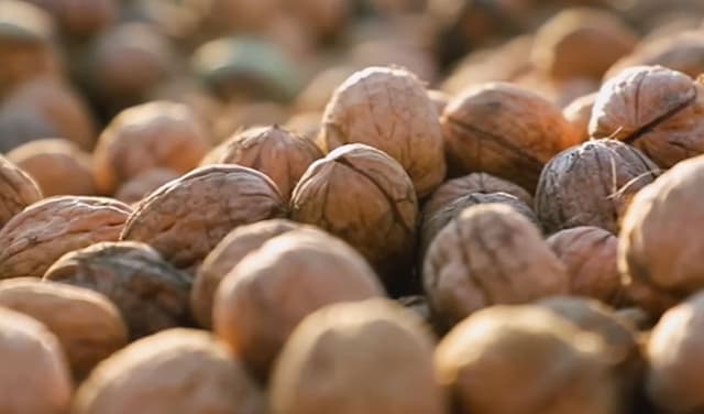 'Walnuts play vital role in strengthening immune system' (Courtesy: File)