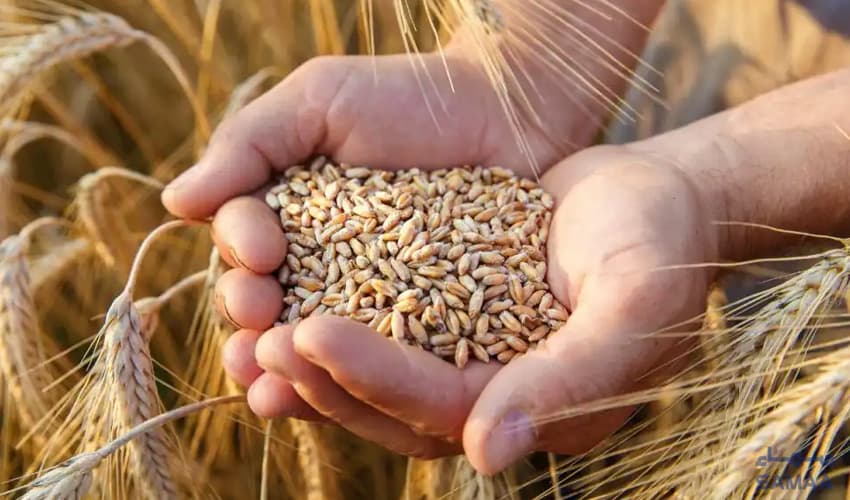 Wheat