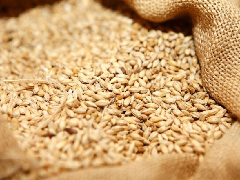 Centre plans tax, duty exemption for wheat imports (Courtesy: File)