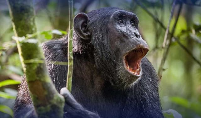 Chimpanzees consume alcohol daily