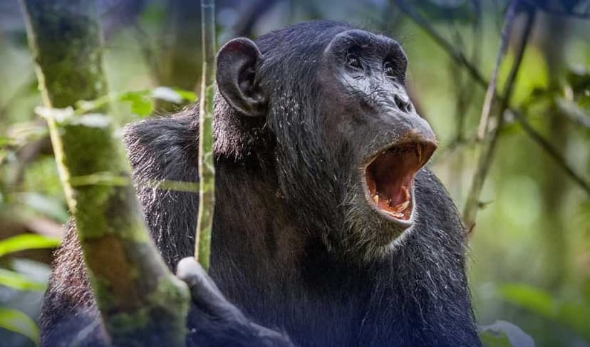 Chimpanzees consume alcohol daily