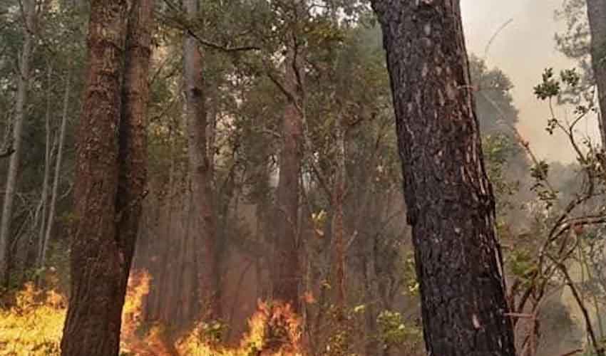 Man held over deliberate forest fires in Thailand (Courtesy: Representational Image)