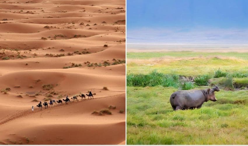 Sahara desert Sahara desert