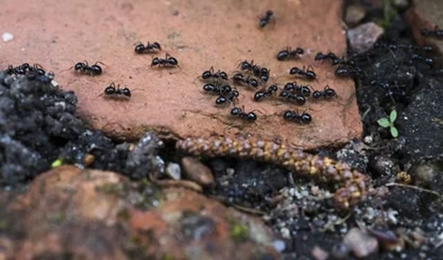 Michelin-starred restaurateur faces jail over serving ants in desserts Michelin-starred restaurateur faces jail over serving ants in desserts