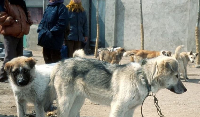 Dog-meat-North-Korea Dog-meat-North-Korea