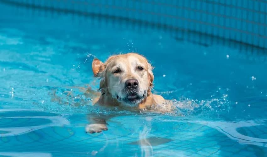 Dogs-latest-LA-Country Dogs-latest-LA-Country
