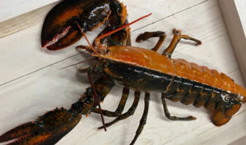 Lobster-latest Lobster-latest
