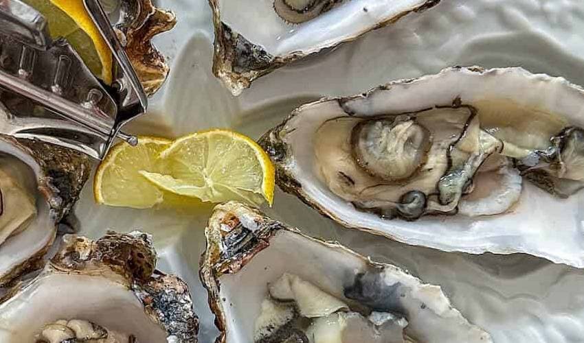 Oysters latest Oysters latest