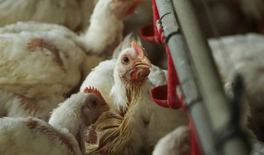 Poultry forms Poultry forms