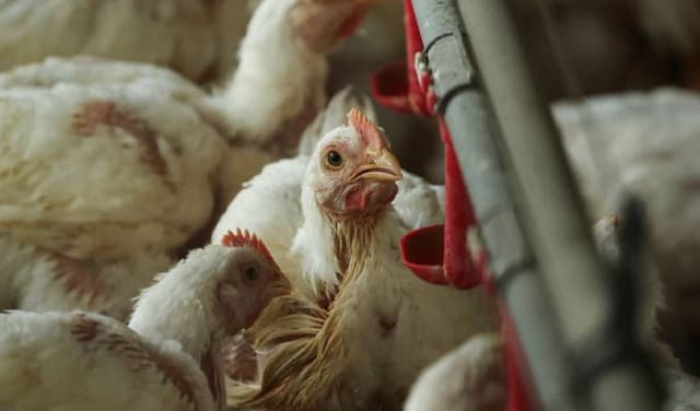 Modern poultry farming may increase dangerous bacteria, Oxford study Modern poultry farming may increase dangerous bacteria, Oxford study