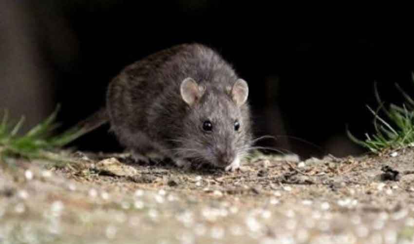 Hantavirus-hit cruise ship allowed to dock in Spain's Canary Islands (Courtesy: File) Hantavirus-hit cruise ship allowed to dock in Spain's Canary Islands (Courtesy: File)