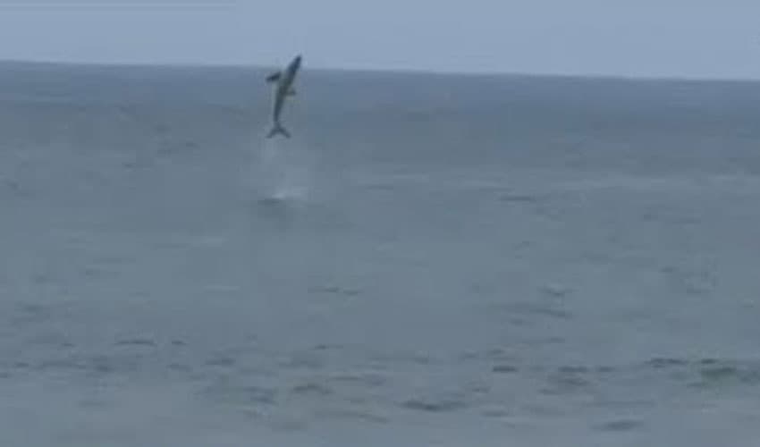 Great white shark leaps from sea near boogie boarder on California beach (Courtesy: File) Great white shark leaps from sea near boogie boarder on California beach (Courtesy: File)