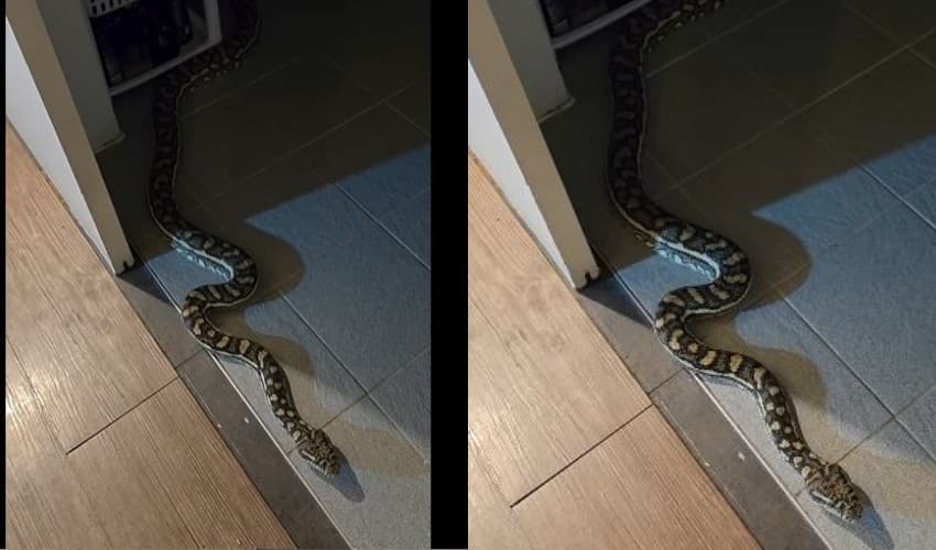 Snakes Snakes