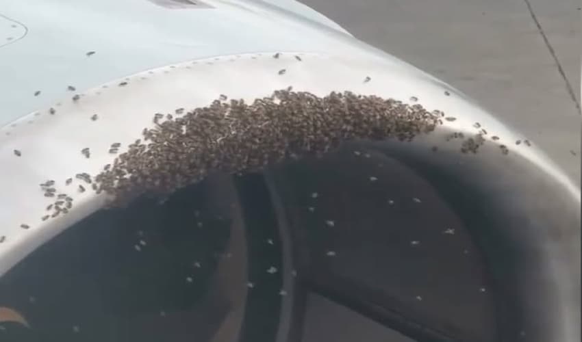 Swarm of bees enters aircraft turbine; delays US flight departure (Courtesy: File) Swarm of bees enters aircraft turbine; delays US flight departure (Courtesy: File)