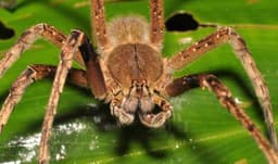 World's fastest spider can outrun most humans, scientists find World's fastest spider can outrun most humans, scientists find