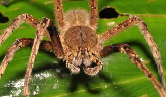 World's fastest spider can outrun most humans, scientists find World's fastest spider can outrun most humans, scientists find