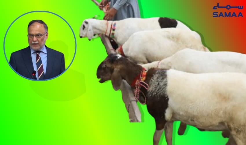 Livestock forms backbone of country's economy: Ahsan Iqbal (Courtesy: Samaa Digital - art work) Livestock forms backbone of country's economy: Ahsan Iqbal (Courtesy: Samaa Digital - art work)