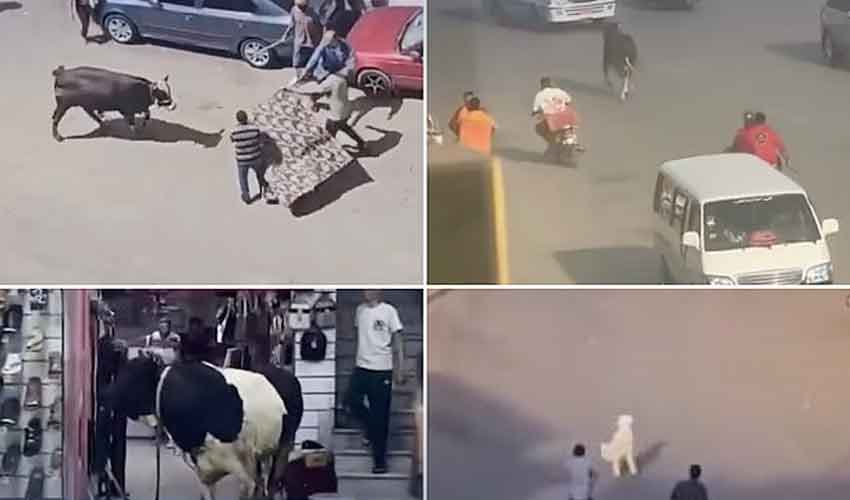 Sacrificial animals on road Sacrificial animals on road