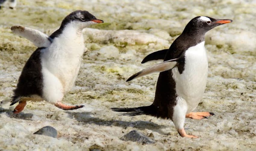 Argentine farmer sentenced for killing over 100 penguin chicks (Courtesy: File) Argentine farmer sentenced for killing over 100 penguin chicks (Courtesy: File)