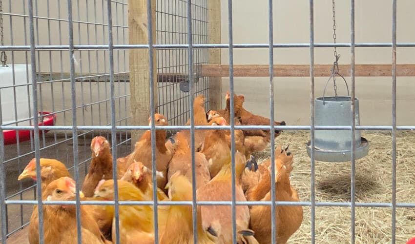 Americans turn to raising chickens as egg prices soar amidst Avian flu outbreak (Courtesy: Online) Americans turn to raising chickens as egg prices soar amidst Avian flu outbreak (Courtesy: Online)