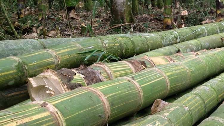 Bamboo emerged as natural source of health, healing (Courtesy: Online) Bamboo emerged as natural source of health, healing (Courtesy: Online)