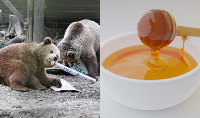 Honey provides instant energy boost (Courtesy: File) Honey provides instant energy boost (Courtesy: File)
