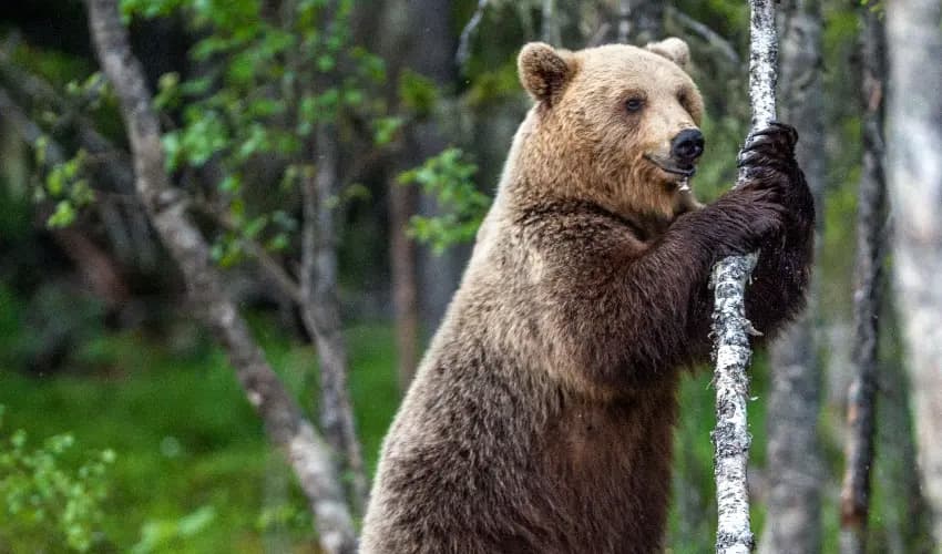 Bear enters Japanese home and rests under heated table (Representational Image) Bear enters Japanese home and rests under heated table (Representational Image)