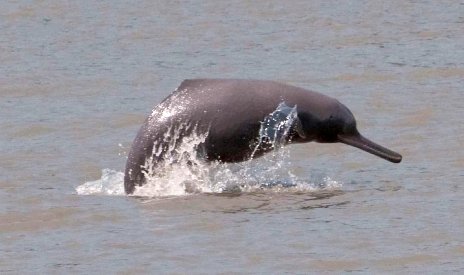 Blind dolphin Blind dolphin